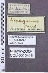 Etikette zu Agrypnus hexagonus (NHMW-ZOO-COL-0010415)